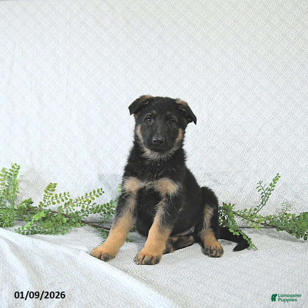 German Shepherd dogs for sale: Zeus - Ad 5