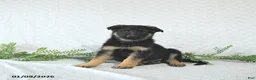 German Shepherd dogs for sale: Zeus - Ad 10