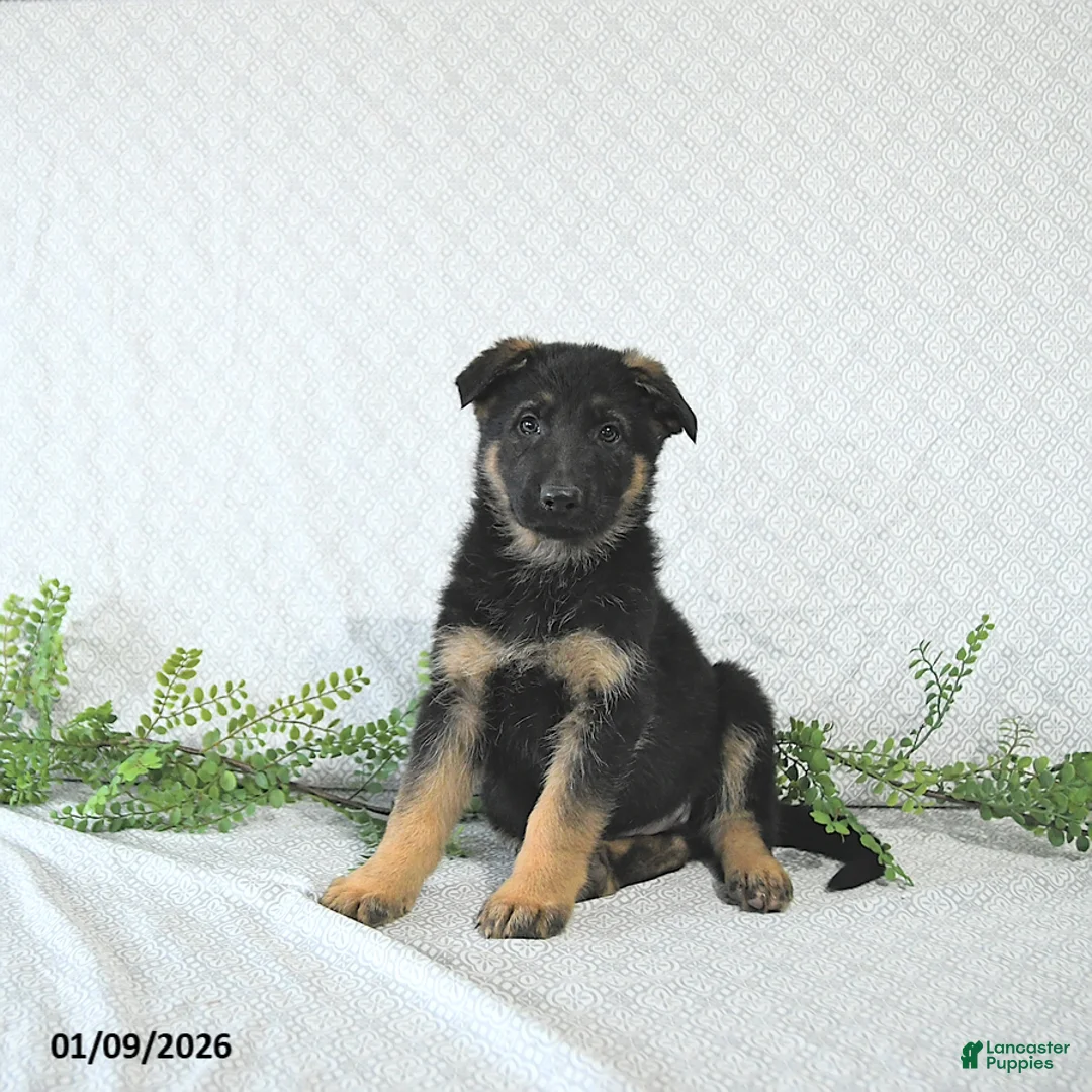 German Shepherd dogs for sale: Zeus - Ad 10
