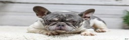 French Bulldog dogs for sale: Jasper - Ad 6