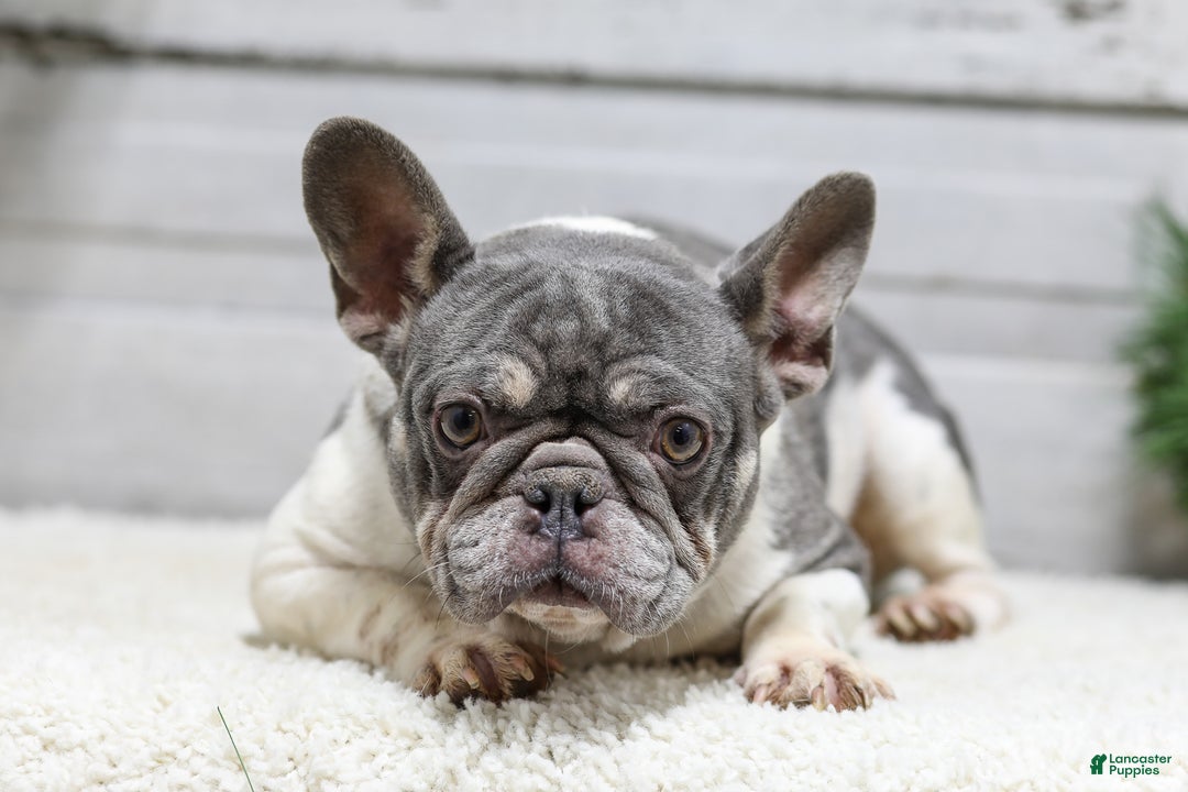 French Bulldog dogs for sale: Jasper - Ad 6
