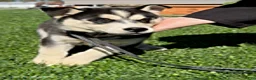 Siberian Husky dogs for sale: Chester - Ad 4
