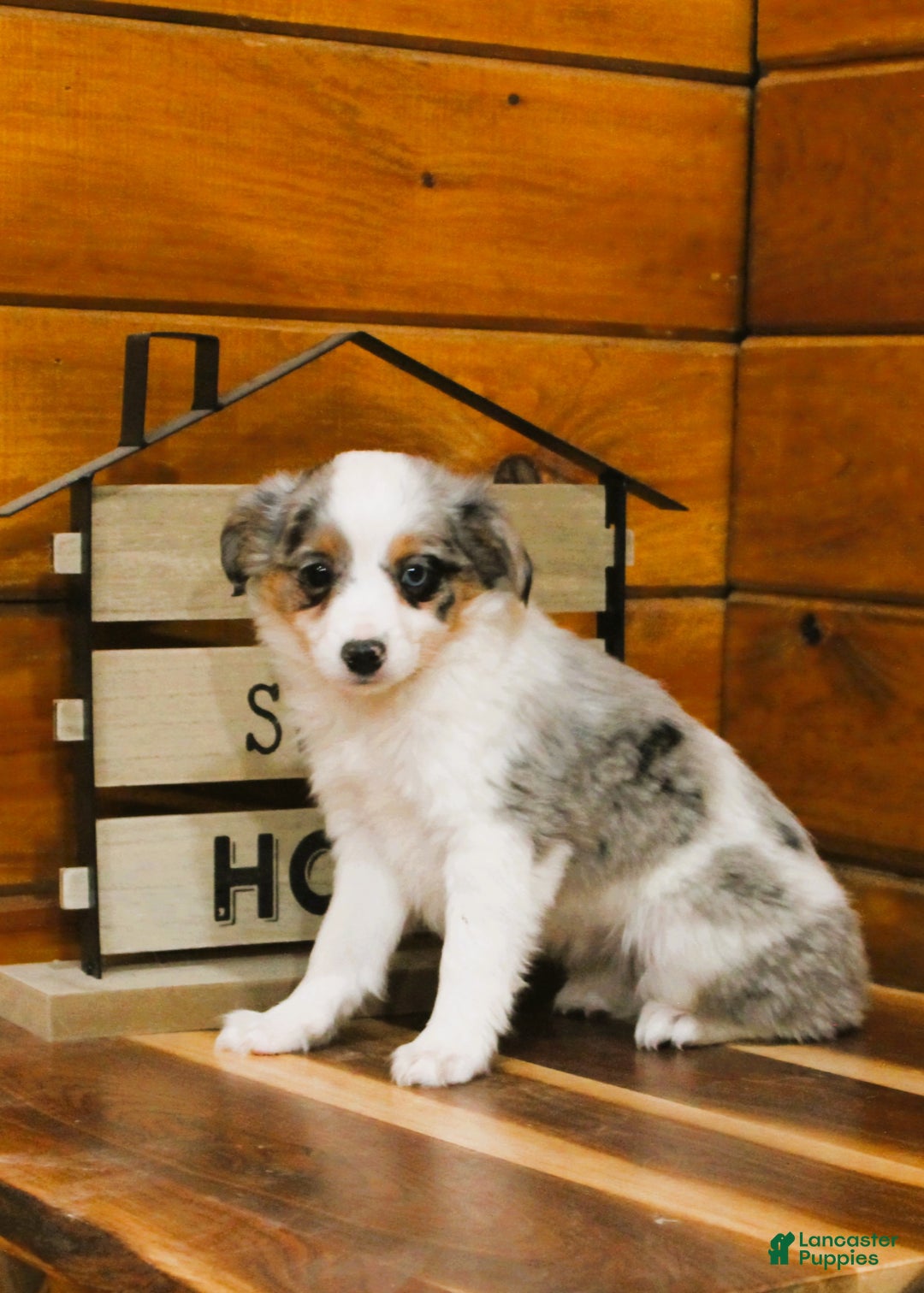 Miniature Australian Shepherd dogs for sale: Miniature Australian Shepherd Puppy 1 - Ad 3