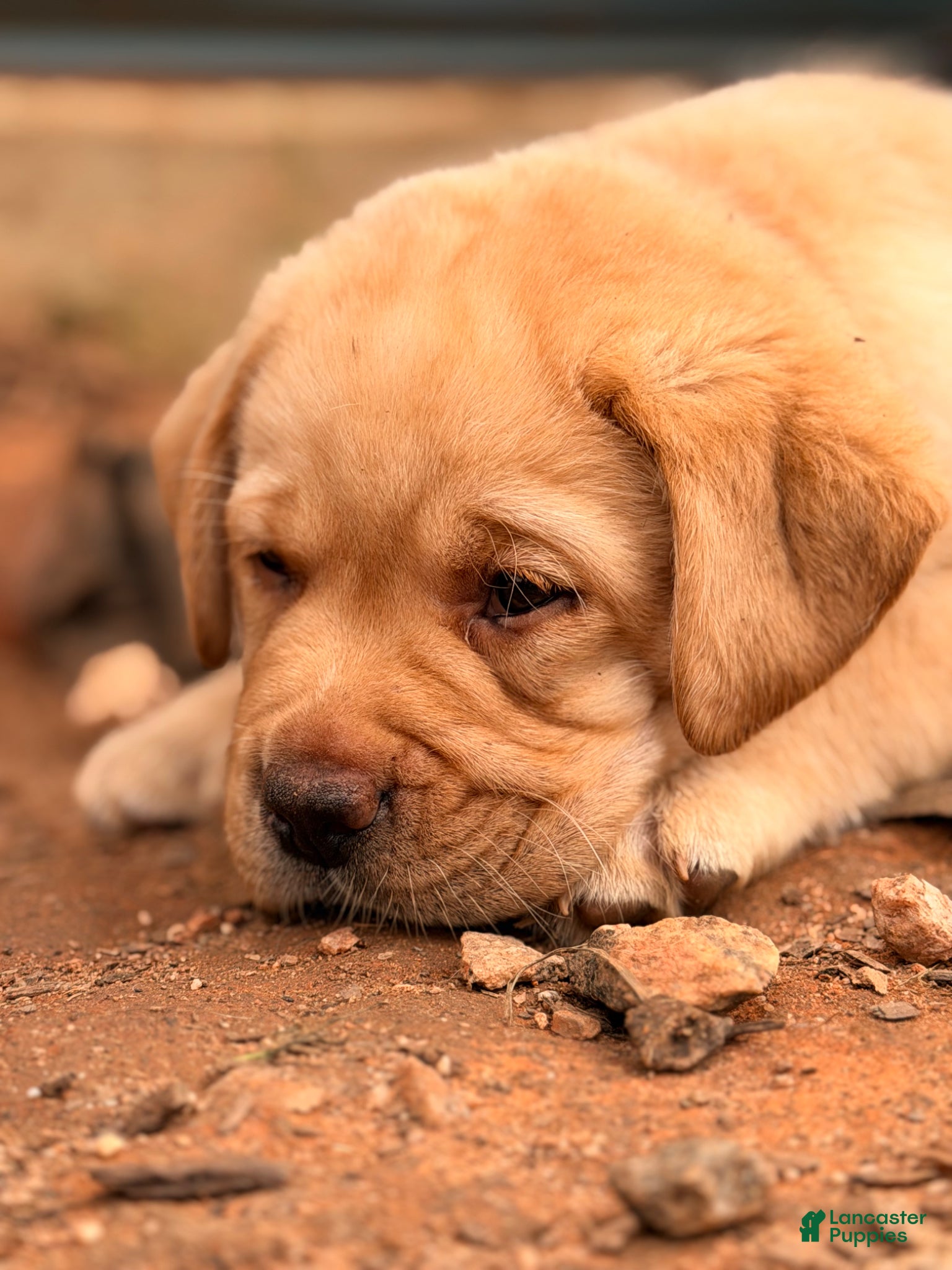 Labrador Retriever dogs for sale: Red Collar Puppy - Ad 1