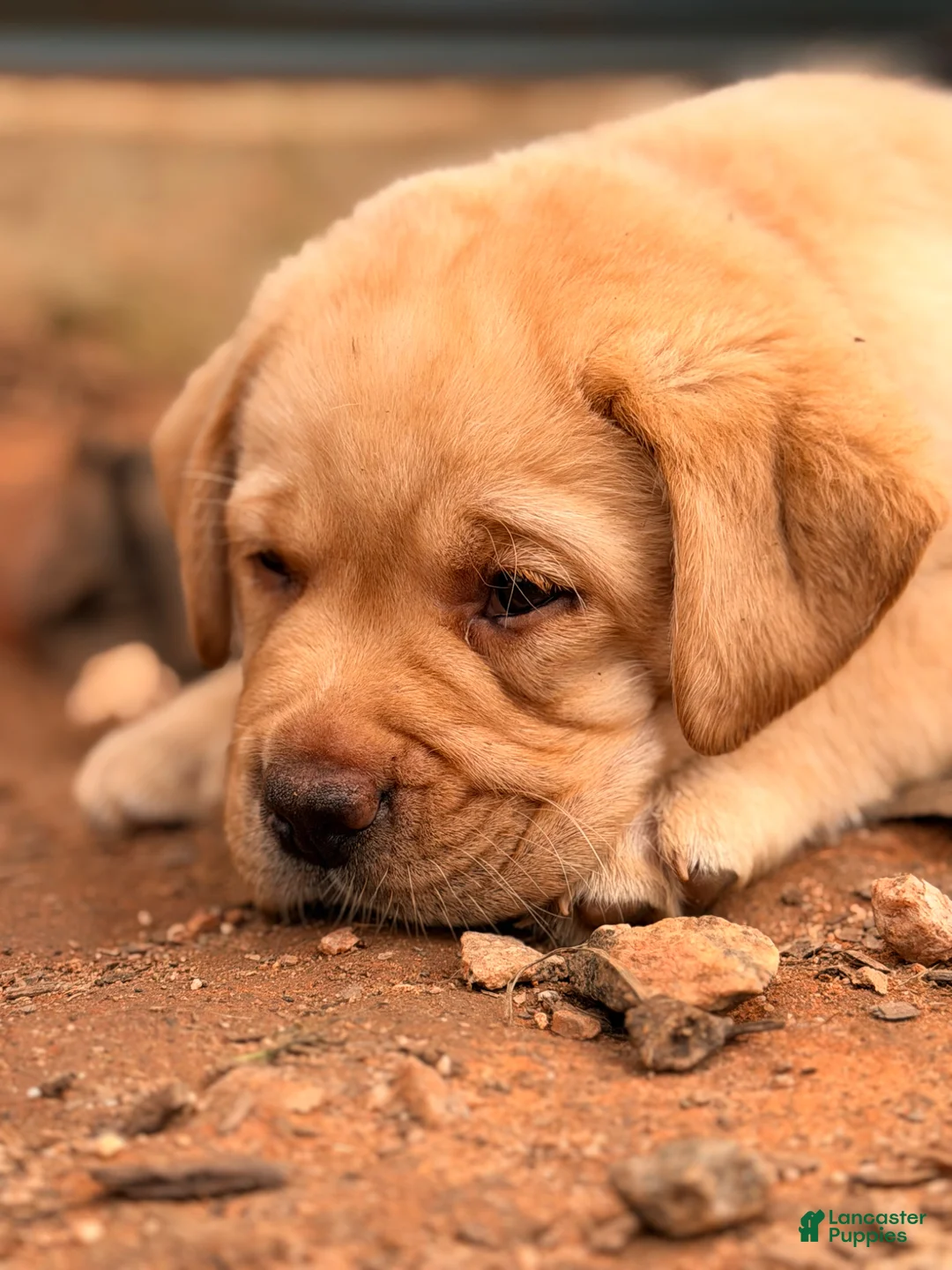 Labrador Retriever dogs for sale: Red Collar Puppy - Ad 1