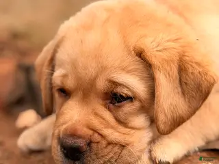 Labrador Retriever dogs for sale: Red Collar Puppy - Ad 1
