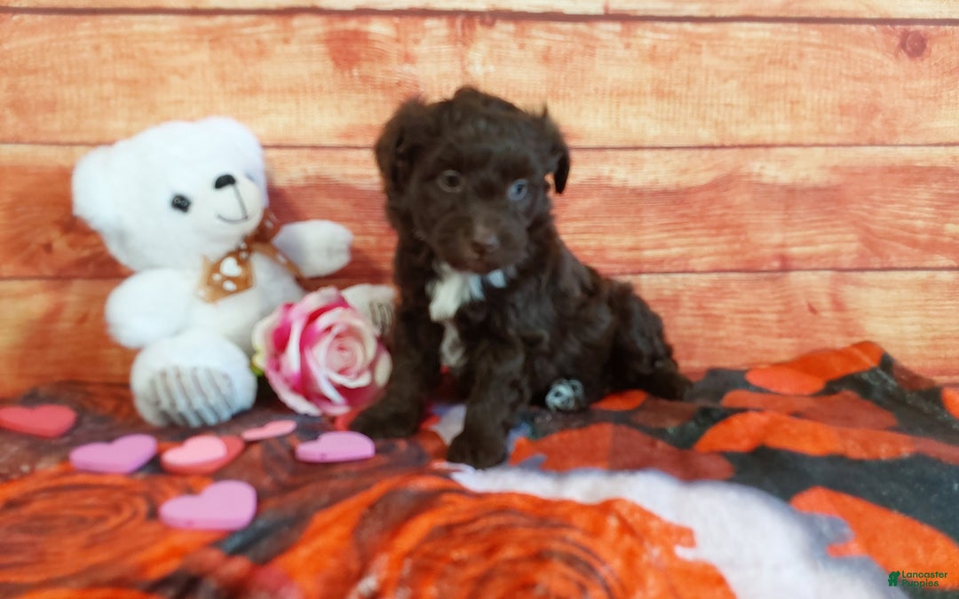 Aussiedoodle dogs for sale: Aussiedoodle Puppy 3 - Ad 4