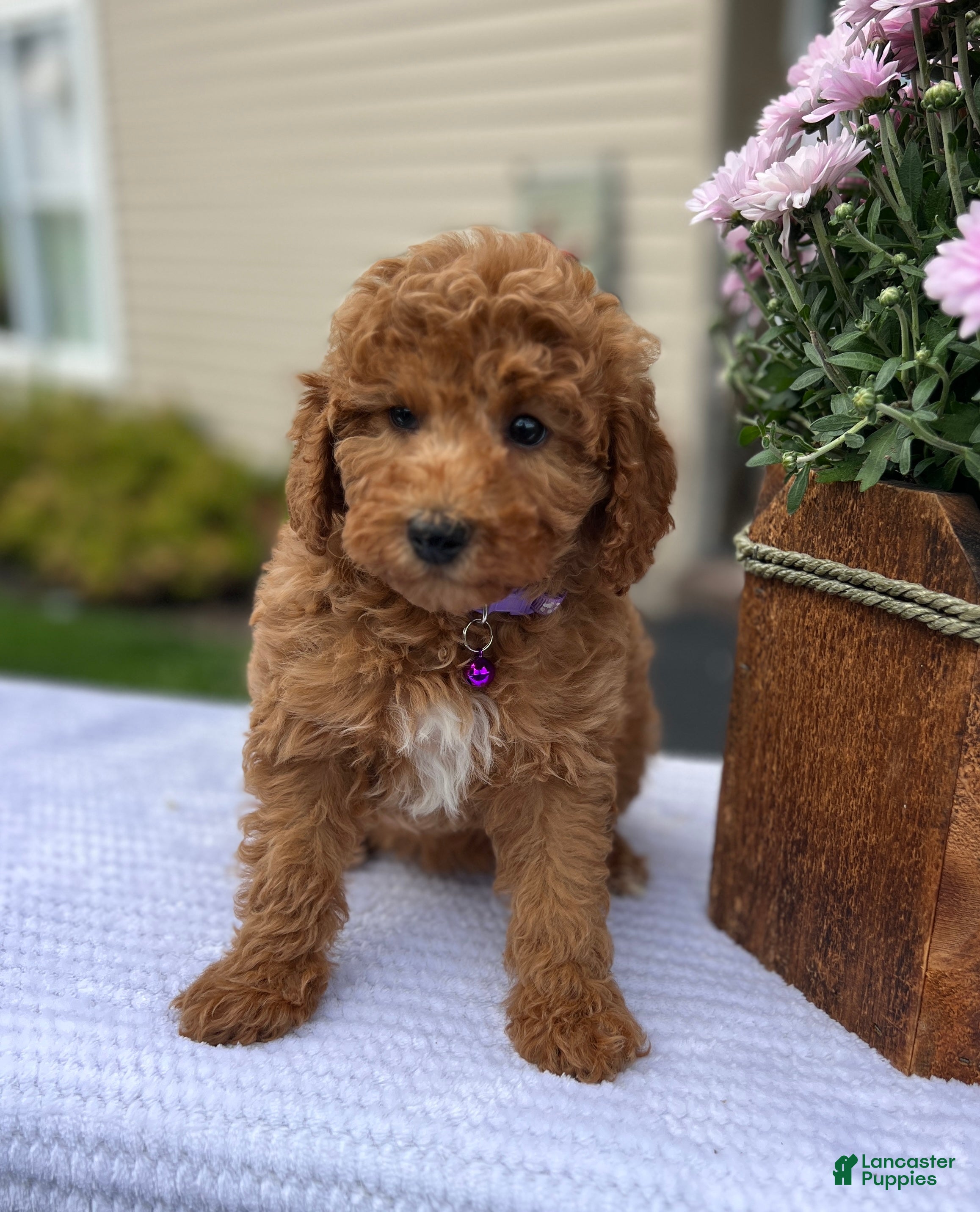 Mini Goldendoodle dogs Sophie - Ad 2