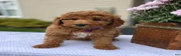 Mini Goldendoodle dogs for sale: Sophie - Ad 2