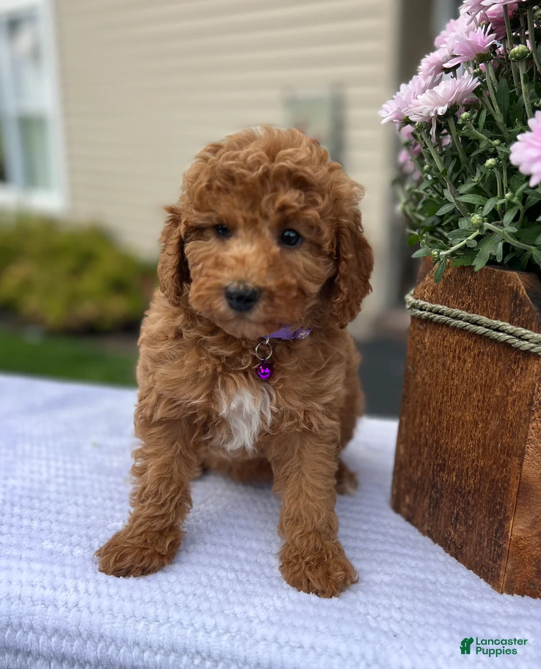 Mini Goldendoodle dogs for sale: Sophie - Ad 2