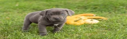 Cane Corso dogs for sale: Mollie  - Ad 3