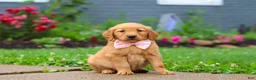 Golden Retriever dogs for sale: Banana - Ad 3