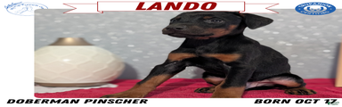 Lando