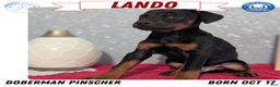 Doberman Pinscher dogs for sale: Lando - Ad 1