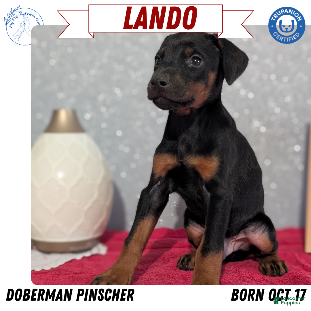 Doberman Pinscher dogs for sale: Lando - Ad 1