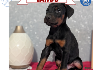 Doberman Pinscher dogs Lando - Ad 21