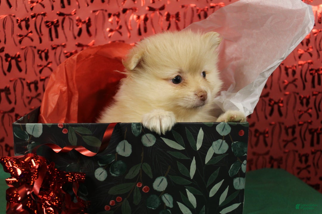 Pomeranian dogs for sale: Toby - Ad 5