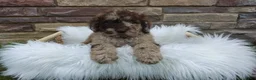 Newfypoo dogs for sale: F1b Ozzy - Ad 5