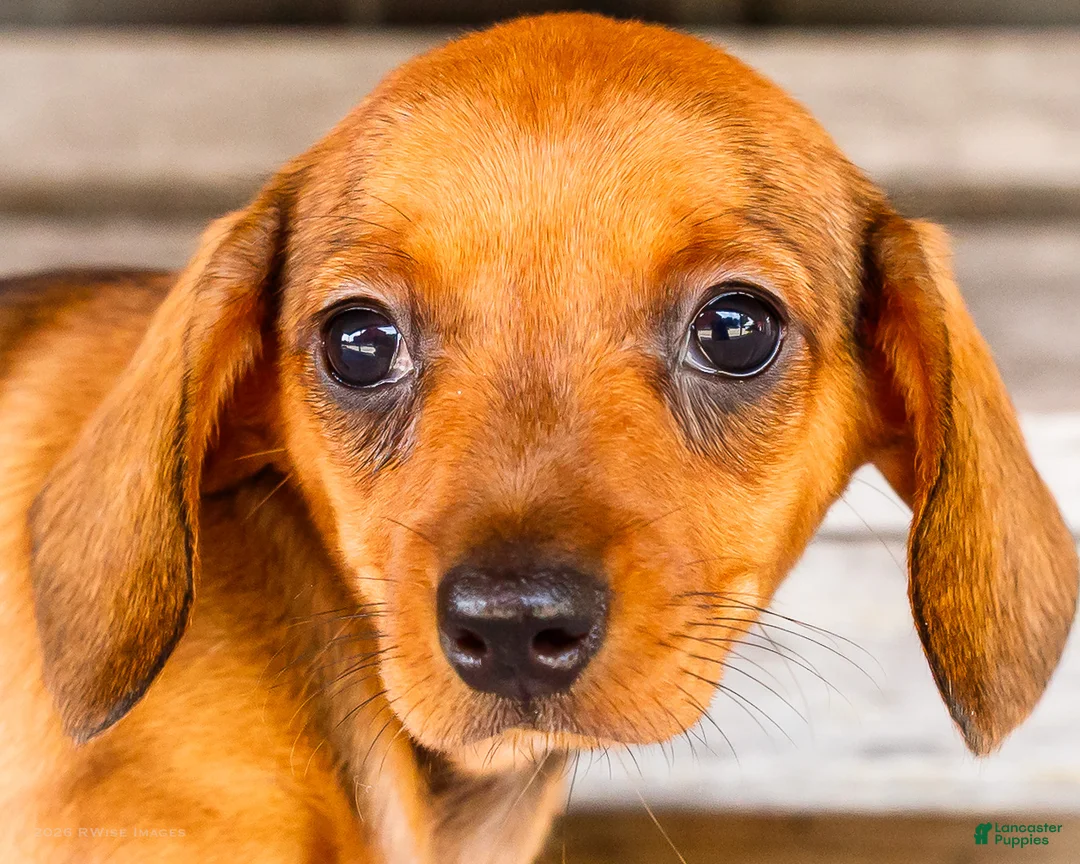 Miniature Dachshund dogs for sale: Claire - Ad 2