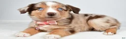 Miniature Australian Shepherd dogs for sale: Floral - Ad 4