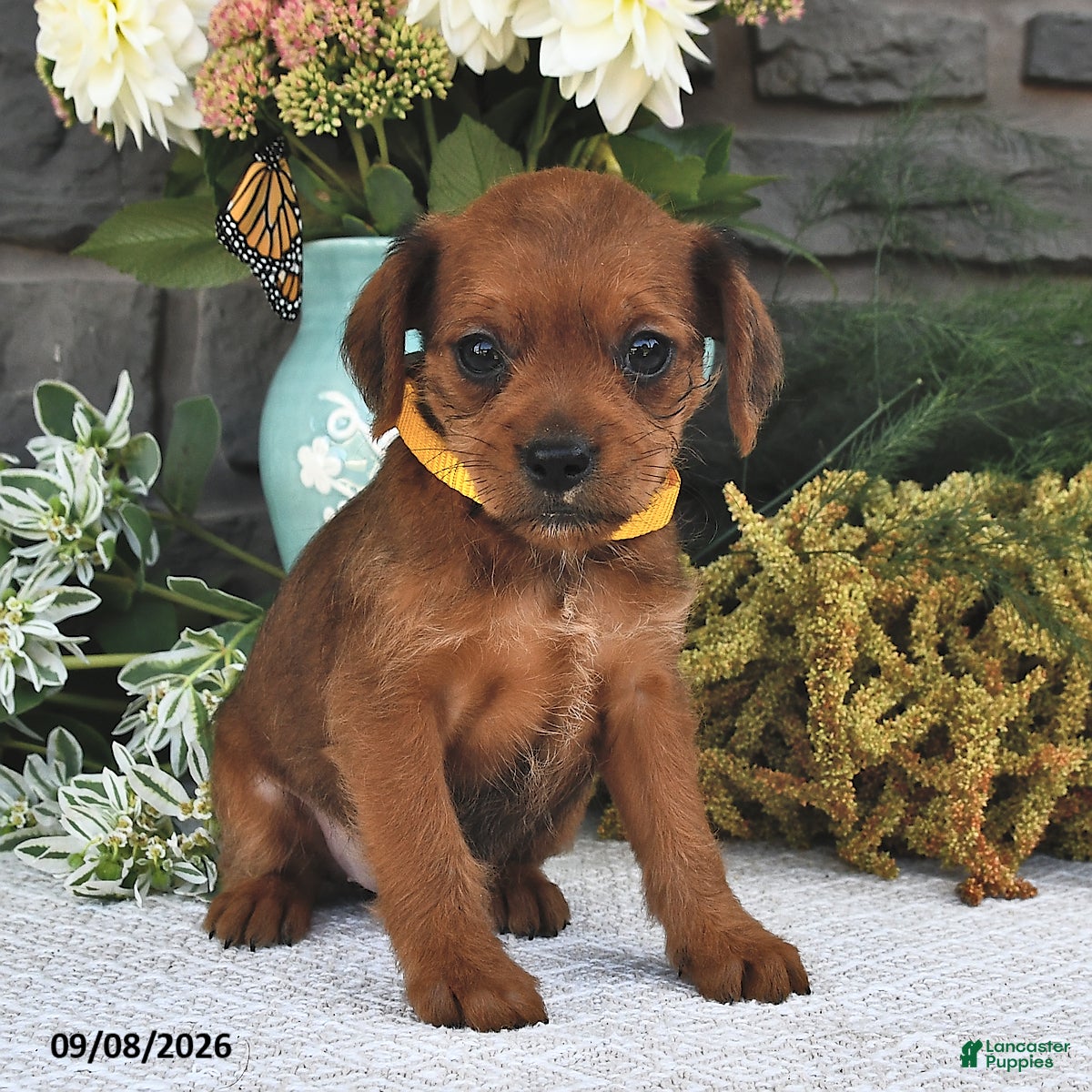 Mixed Breed dogs Daisy  - Ad 1
