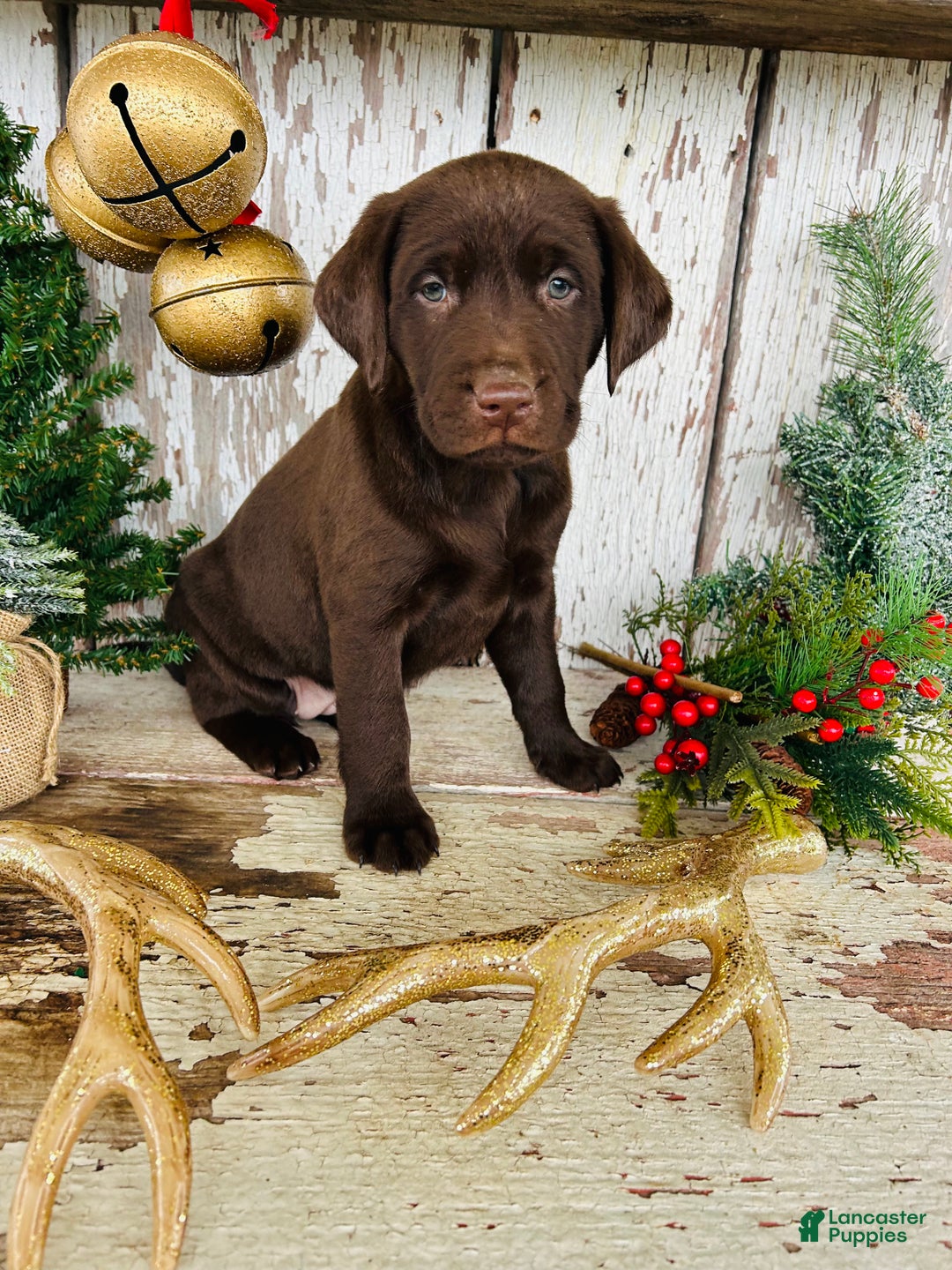 Labrador Retriever dogs for sale: Hope  - Ad 6
