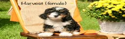 Mini Bernedoodle dogs for sale: Harvest - Ad 1