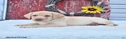 Labrador Retriever dogs for sale: Heather - Ad 5