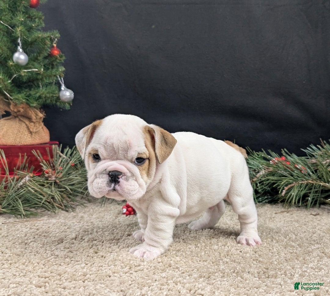 English Bulldog dogs for sale: Frosty  - Ad 1