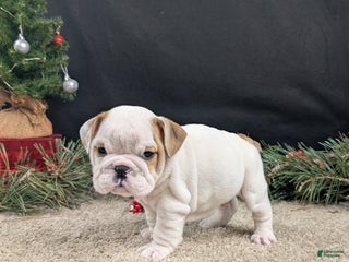 English Bulldog dogs English Bulldog Puppy 1 - Ad 29