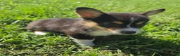Mixed Breed dogs for sale: Lassie - Ad 6