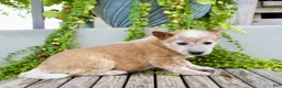Australian Cattle Dog dogs for sale: Alice - Ad 5
