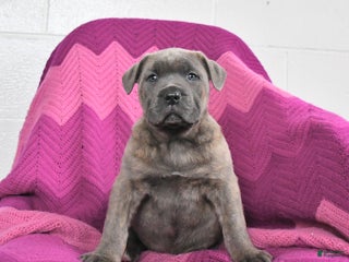 Cane Corso dogs River - Ad 6