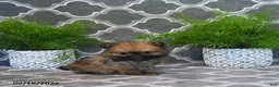 Pomeranian dogs for sale: Raina - Ad 5
