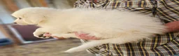 Great Pyrenees dogs for sale: Great Pyrenees  - Ad 4