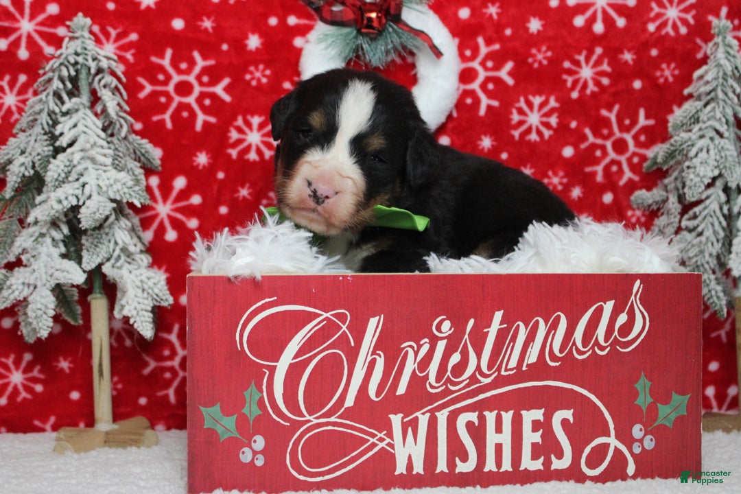 Bernese Mountain Dog dogs for sale: Simba  - Ad 9