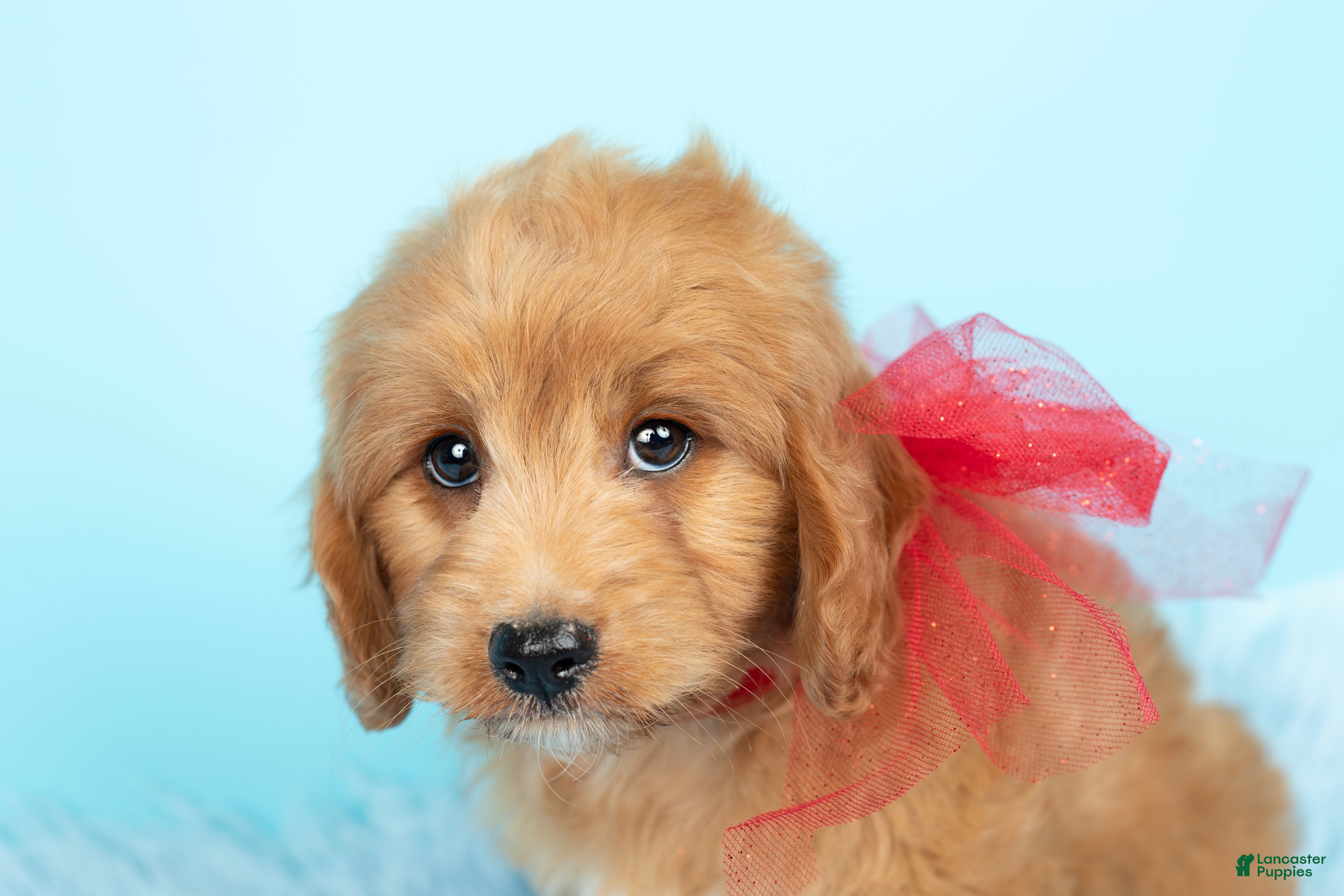 Maltipoo dogs Chewie - Ad 2