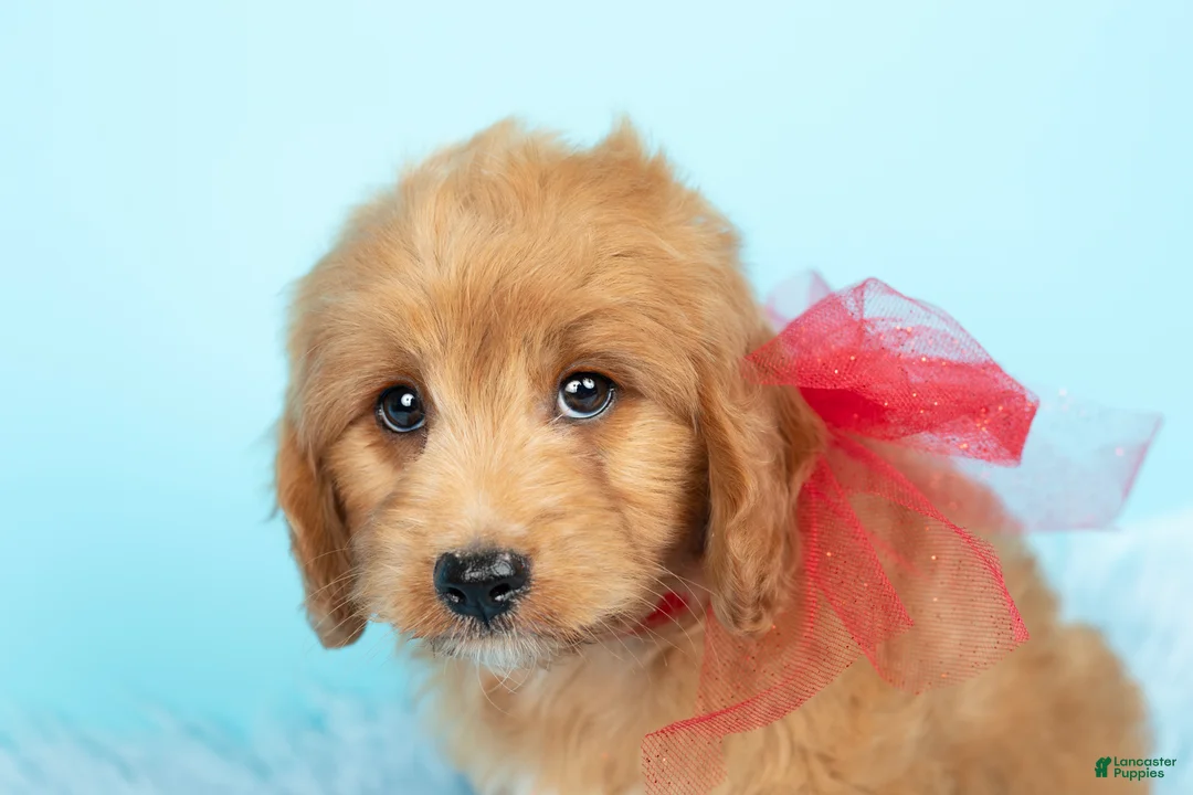 Maltipoo dogs for sale: Chewie - Ad 2