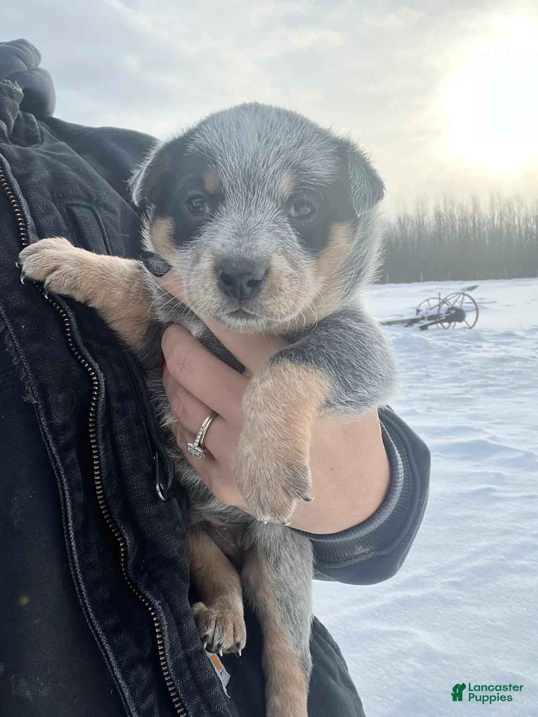Australian Cattle Dog dogs for sale: Petey - Ad 1