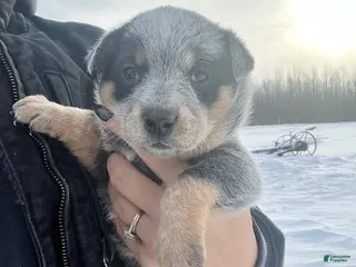 Australian Cattle Dog dogs Petey - Ad 40