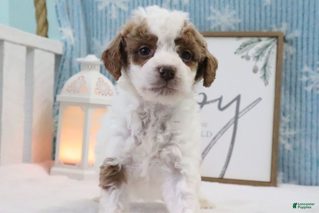 Mini Goldendoodle dogs for sale: Charlie - Ad 1