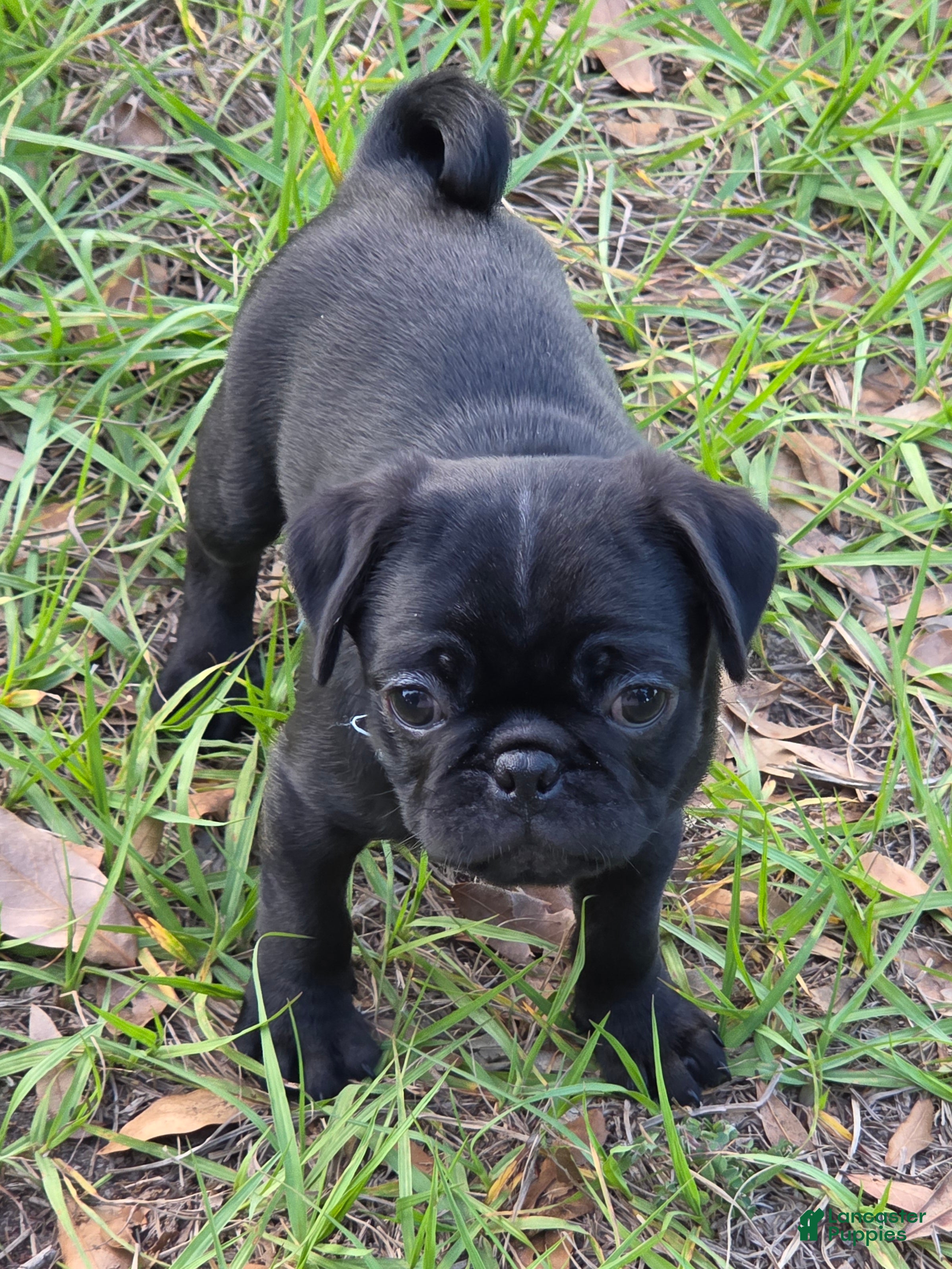 Pug dogs Onyx - Ad 1