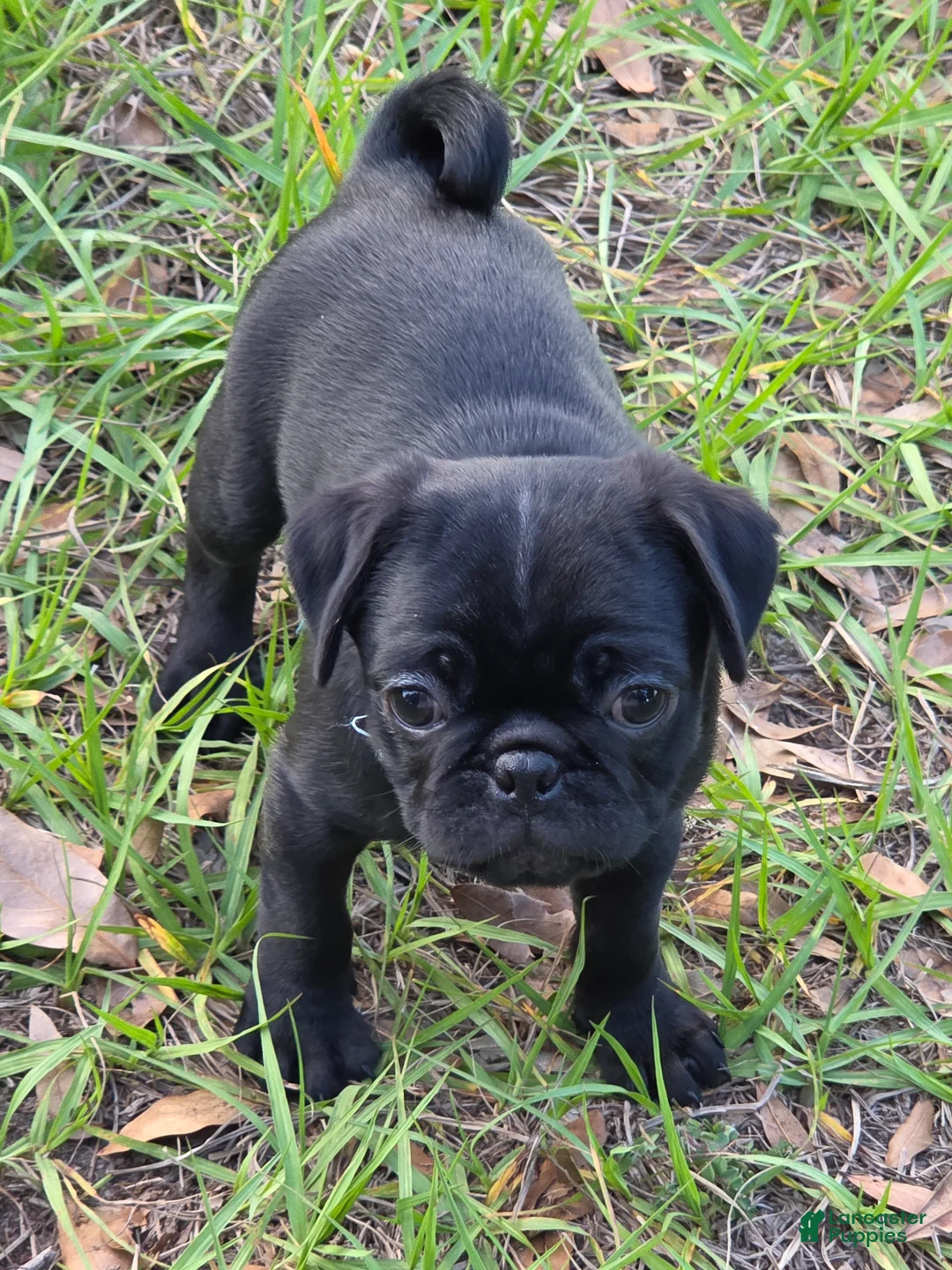 Pug dogs for sale: Onyx - Ad 1