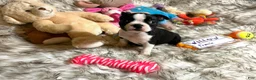 Boston Terrier dogs for sale:  Willow - Ad 5