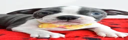 Boston Terrier dogs for sale: Ian - Ad 3