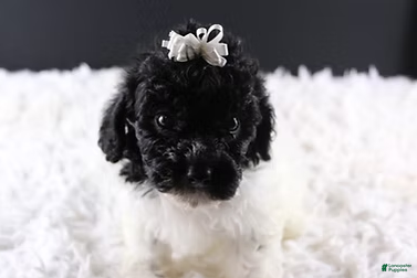Toy Poodle dogs Ari - Ad 18