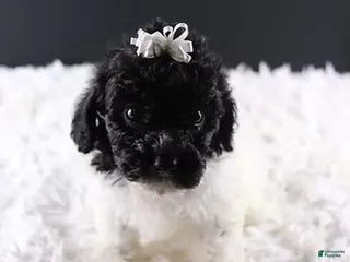 Toy Poodle dogs Ari - Ad 18