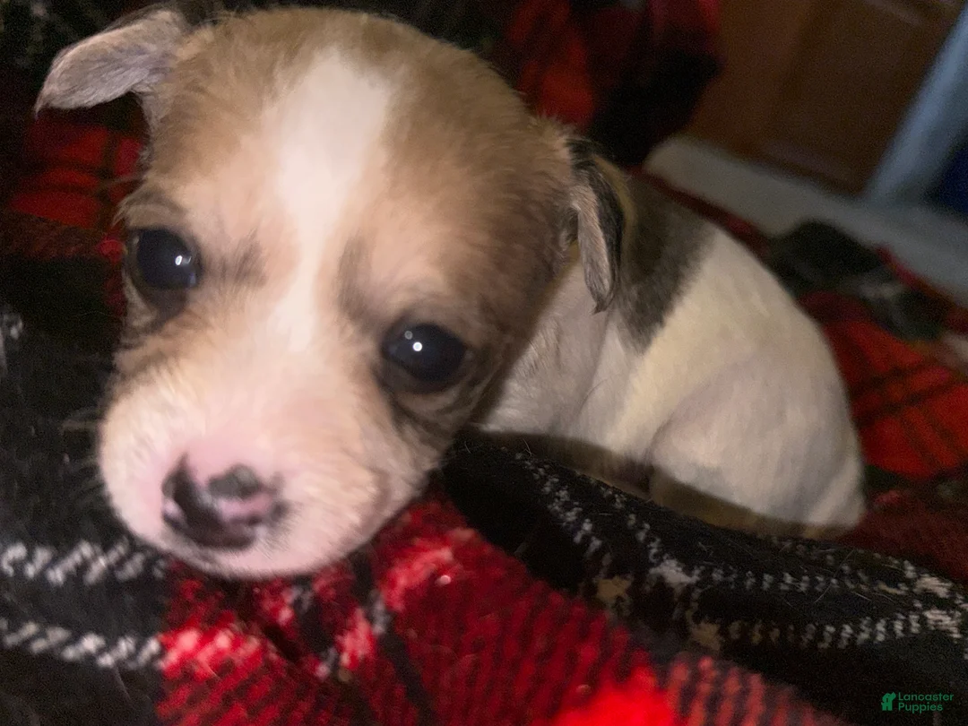 Mixed Breed dogs for sale: Toffee - Ad 4