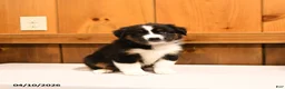 Miniature Australian Shepherd dogs for sale: Kisses - Ad 1