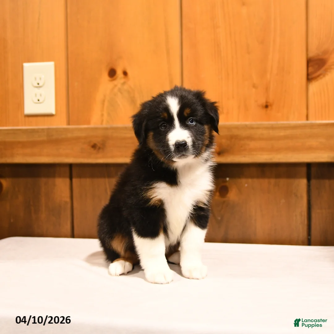 Miniature Australian Shepherd dogs for sale: Kisses - Ad 1